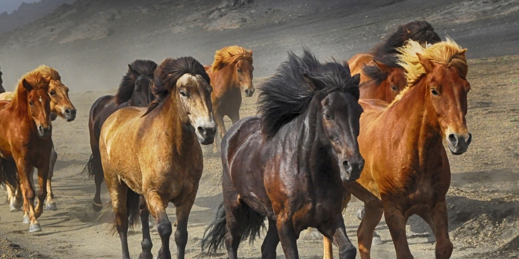 90 Загнанных лошадей пристреливают, не правда ли? - Авторский блог Александра Доценко